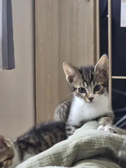 EKH-Kitten
