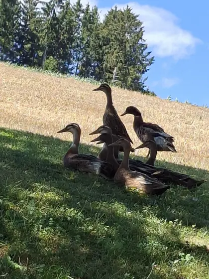 Laufenten