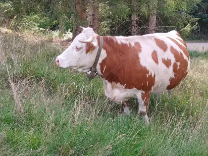 Fleckviehkuh