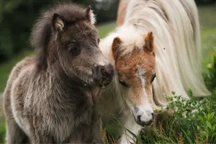 Minishetty-Fohlen, Jungponys