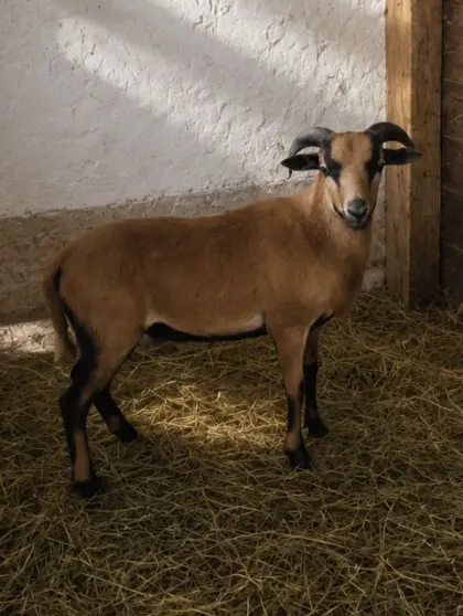 Kamerunbock