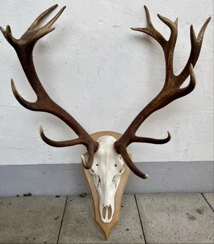 Rothirsch-Trophäe, Jagd, Hirsch, Abwurfstange