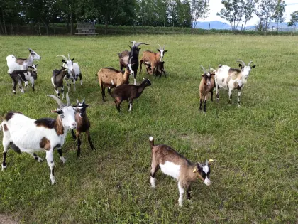 Steirische Scheckenziegen