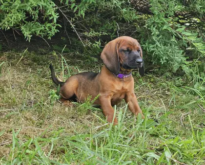 Reinrassige Bayerische Gebirgsschweißhunde Welpen