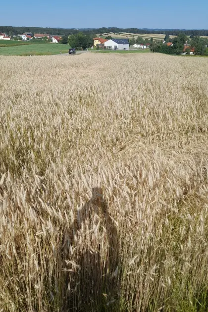 Roggenstroh ab Feld