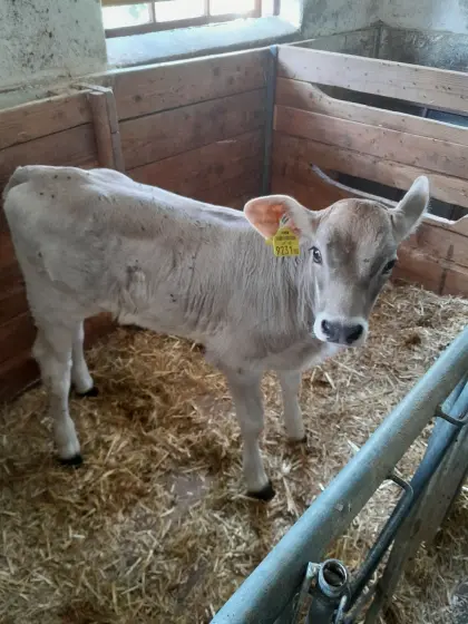 Bio Braunvieh Zuchtkalb