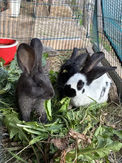 3 Riesenhasen
