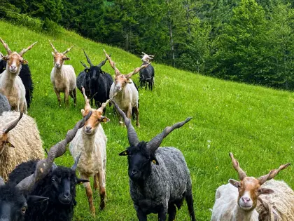 Herdbuch-Widder Zackelschaf