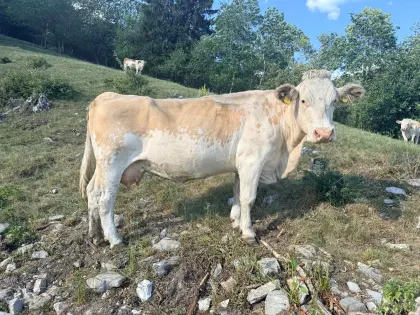 Bio Ennstaler Bergschecken Kuh