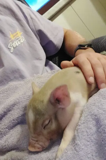 Mikroschweine