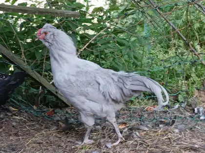 Ayam Cemani, Lavender Araucana Hähne
