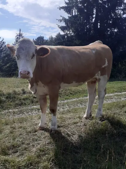 FV Kalbin trächtig