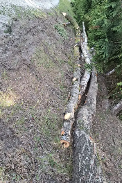 Birkenbrennholz