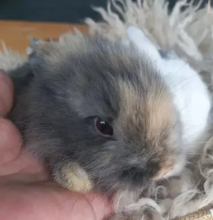 Zwergkaninchen
