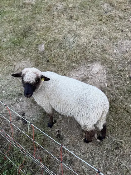 Shropshire-Schaf