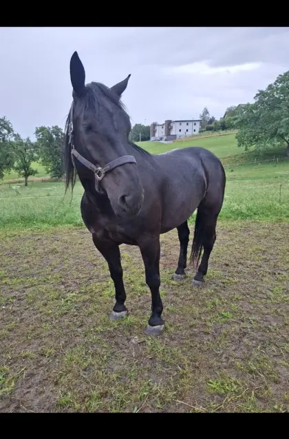 7-jährige Norikerstute