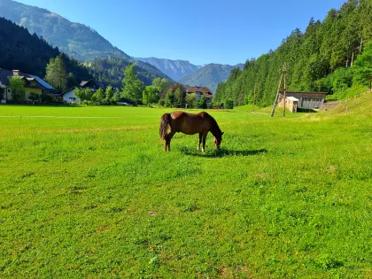 Pferde-Einstellplatz im schönen Hollenstein/Ybbs
