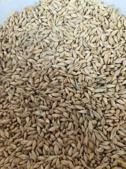 Bio-Gerste, Verbandsware, Erde & Saat