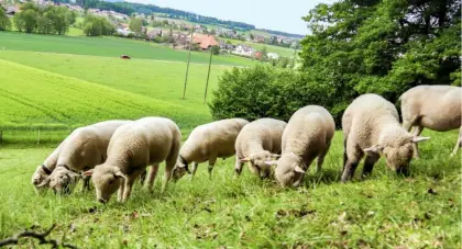 Kaufe ganzjährig Lämmer und Altschafe