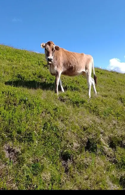 Jersey-Jungkalbinnen