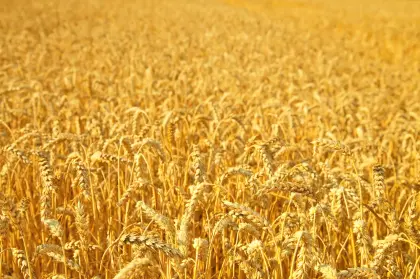 Weizenstroh ab Feld
