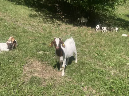 Burenziege