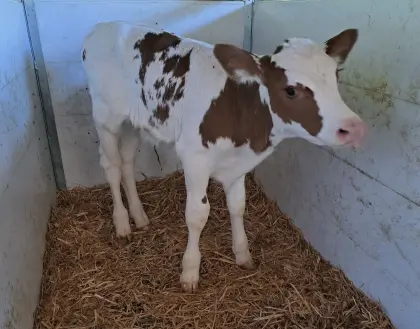 Red Holstein Stierkalb