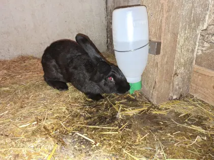 Deutscher Riesenhase Häsin