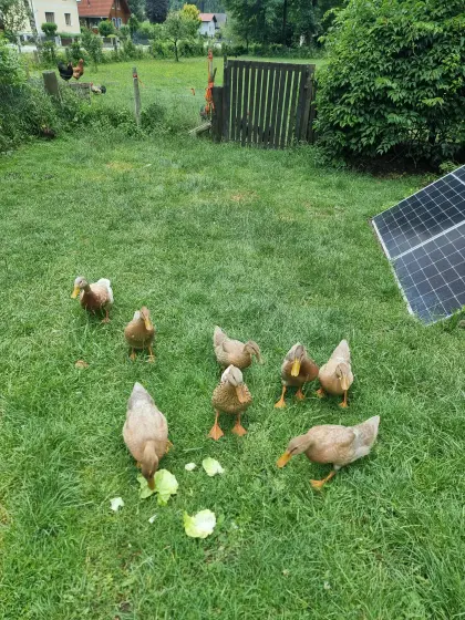 Laufenten wildfarben auf bestem Platz