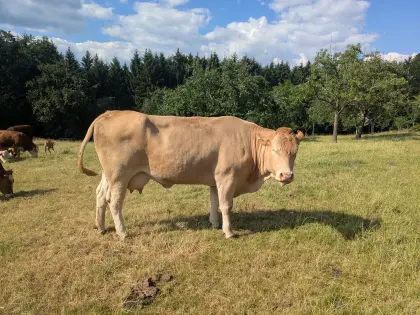 Verkaufe Mutterkühe mit Kalb, Rasse FV x BA