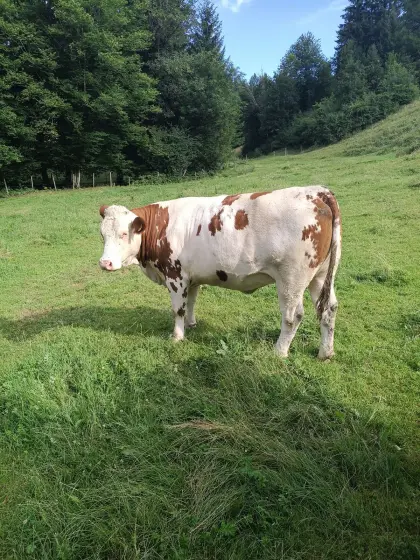 Verkaufe trächtige Bio-Kalbin