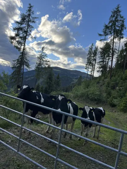 Holstein Kalbinnen trächtig