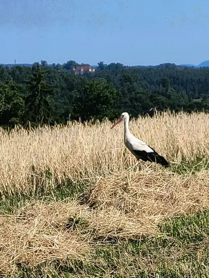 Emmerkorn