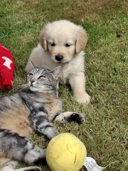 Golden Retriever Welpen, reinrassig, mit Ahnentafel