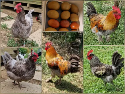 Olivleger Pärchen, Henne mit Junghahn, Buntleger, Grünleger