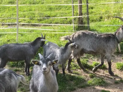 5 Blonde Ziegenböcke zu verkaufen