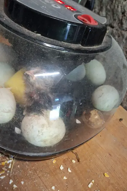 Enten-, Hühnerküken