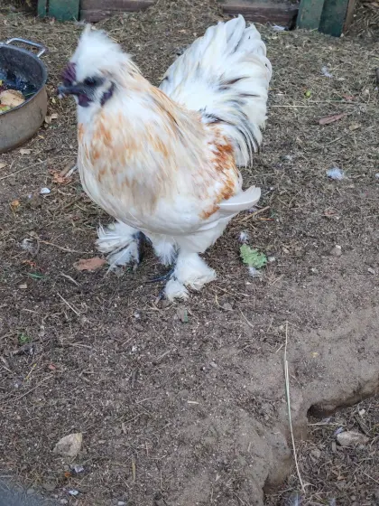 Seidenhuhn (Hahn)