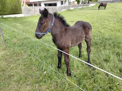 Noriker Rapp-Stutfohlen