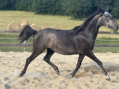 Sehr braver Lipizzaner-Wallach