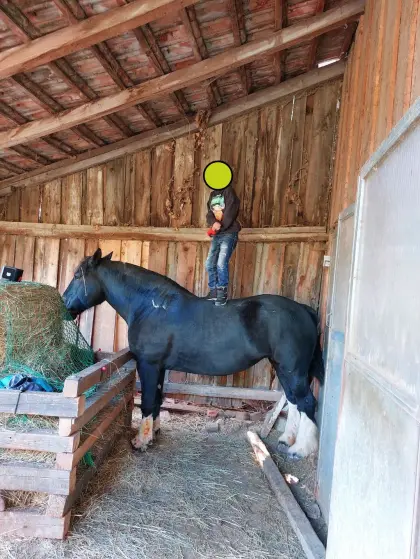 11-jährige Tinkerstute sucht ihr Für-immer-Zuhause Baouli