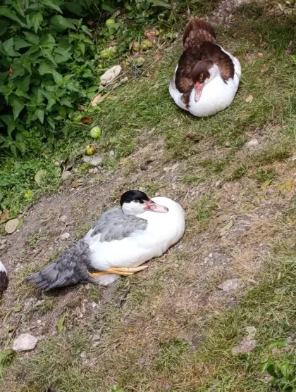 Moschusenten