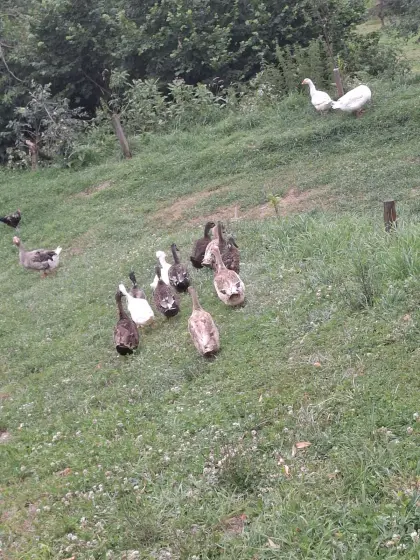 Enten zum Abgeben
