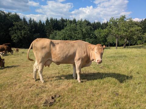 Verkaufe Mutterkühe mit Kalb, Rasse FV x BA