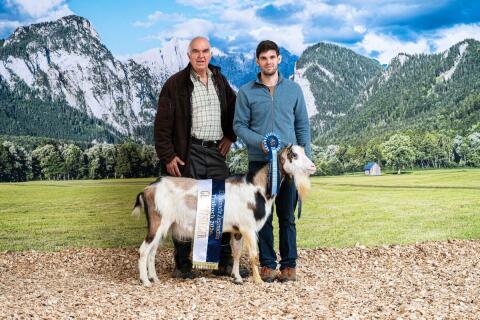 Steirische Scheckenziegen und Böcke