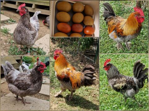 Olivleger Pärchen, Henne mit Junghahn, Buntleger, Grünleger