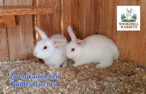 Zwergkaninchen weiß
