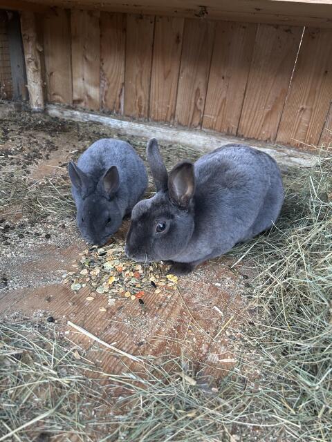 Zwergkaninchen
