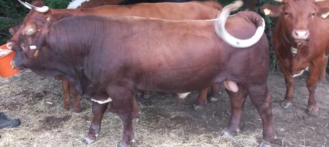 Bio Tuxer Stier