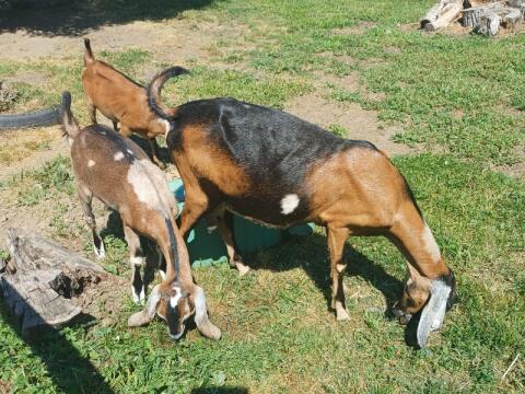 2 reinrassige Anglo-Nubier-Kitze, weiblich, aus Herdbuchmama